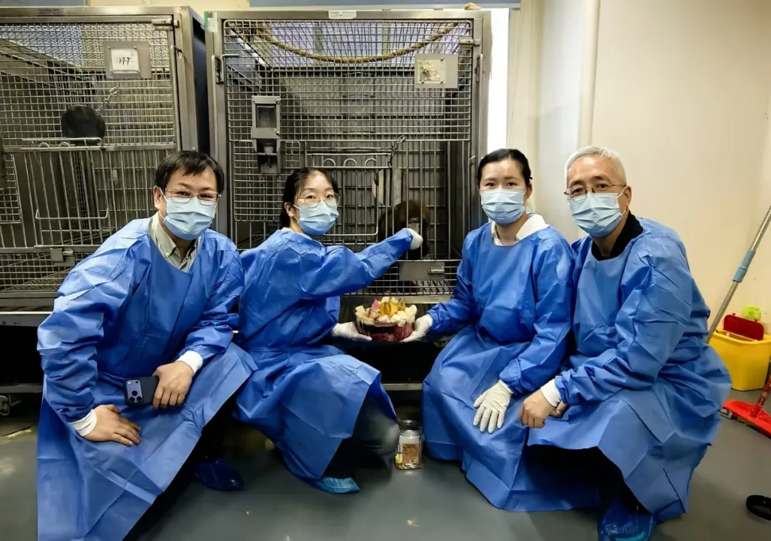 Breaking the 600-day mark! Baoji sets new Asian records in cross-species kidney transplants