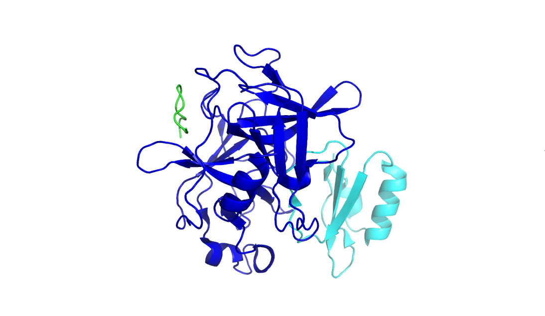 Recombinant Chymotrypsin